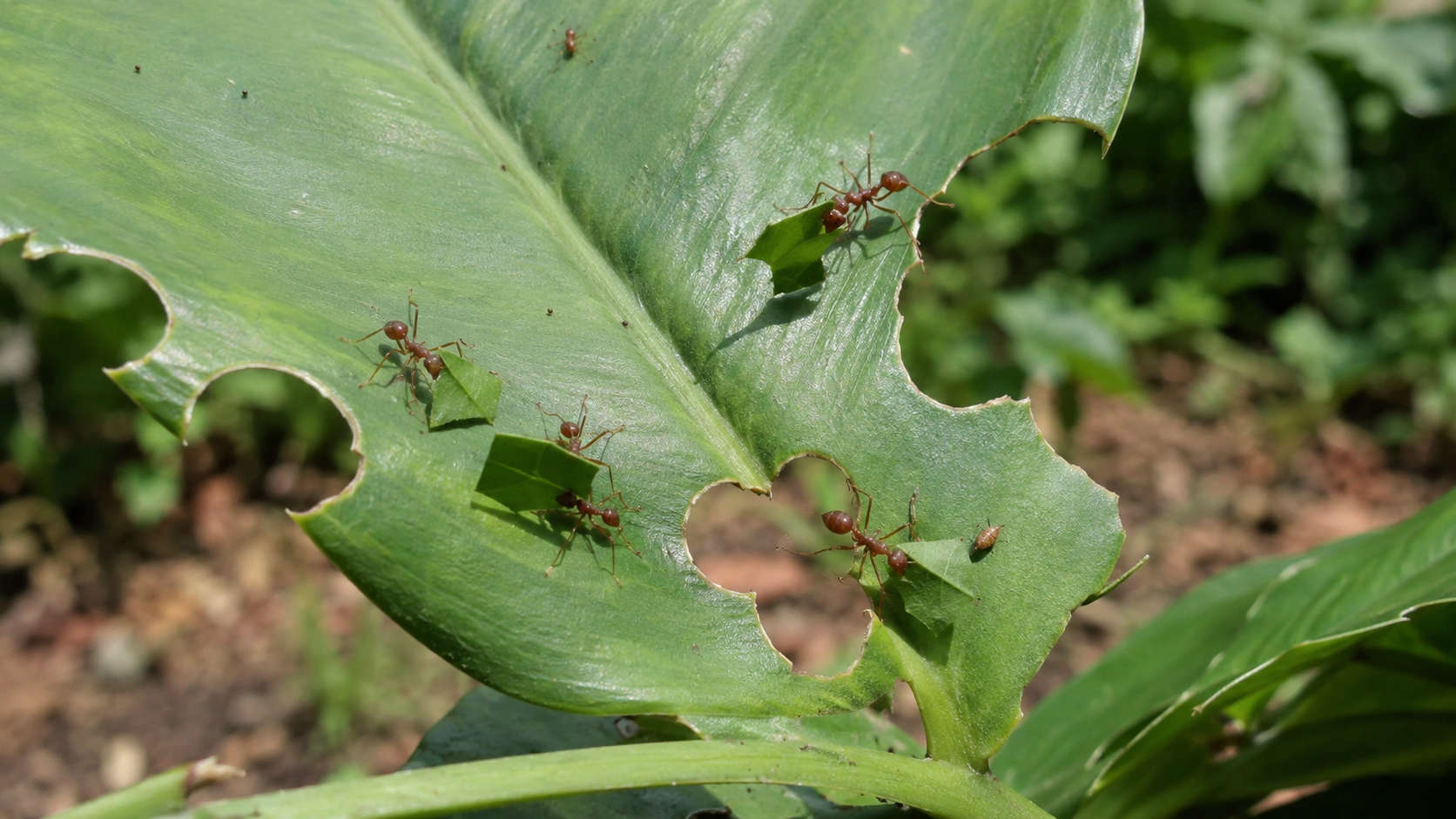 Formigas cortadeiras atacando folha de planta no jardim
