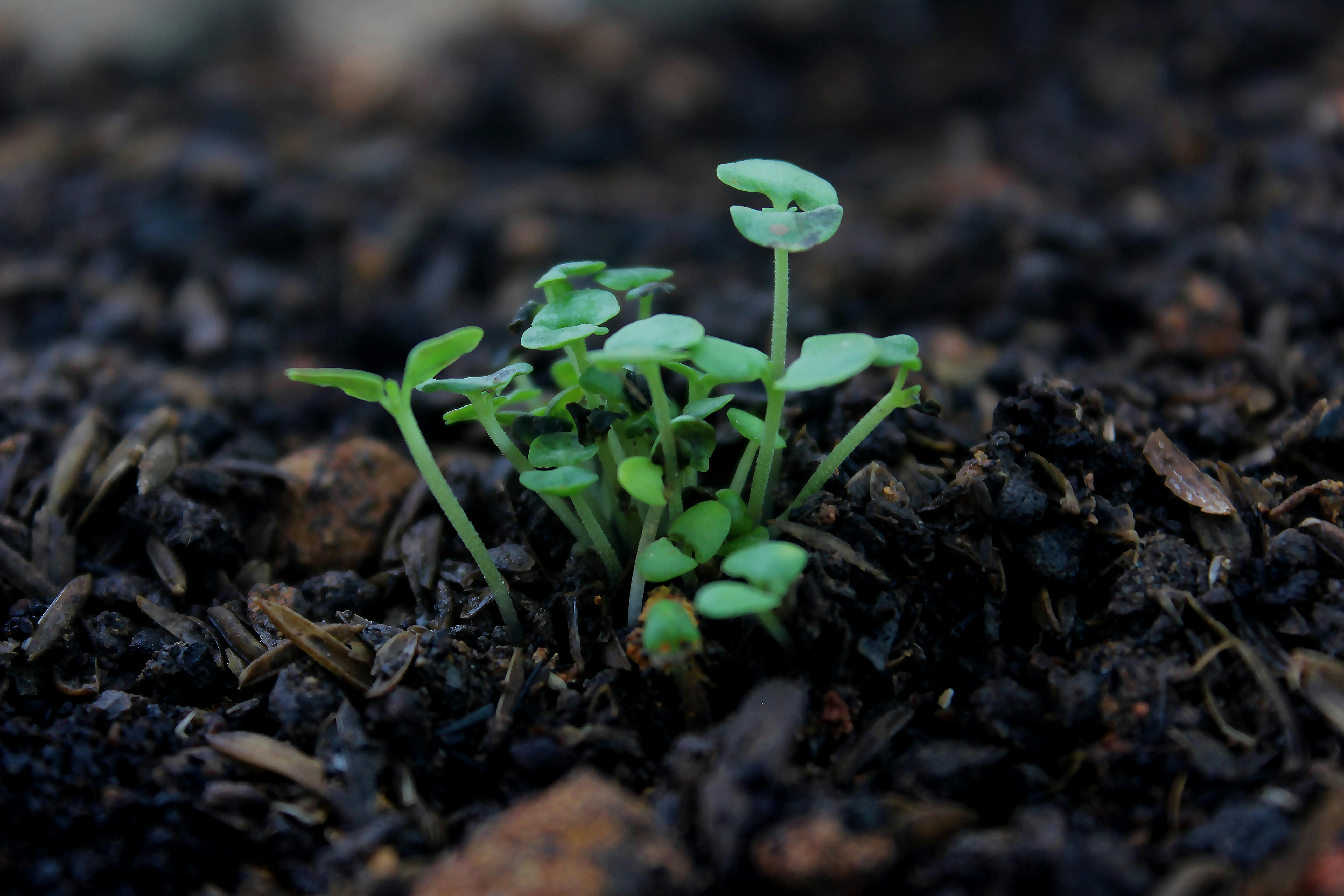 Adubação Complementar: Por que sua planta precisa de mais do que apenas NPK?