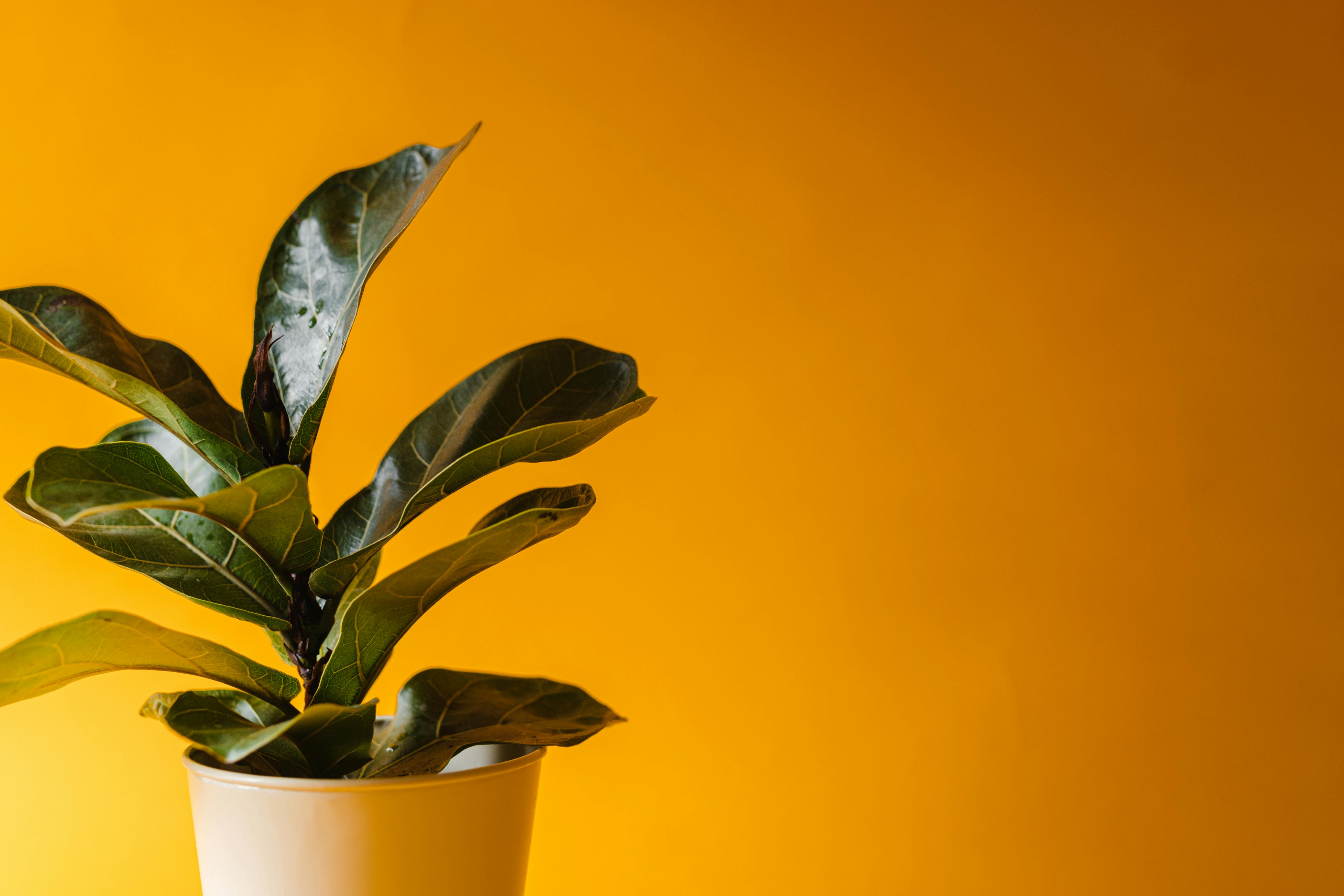 Folhas Queimadas: Descubra o que sua planta está tentando te dizer
