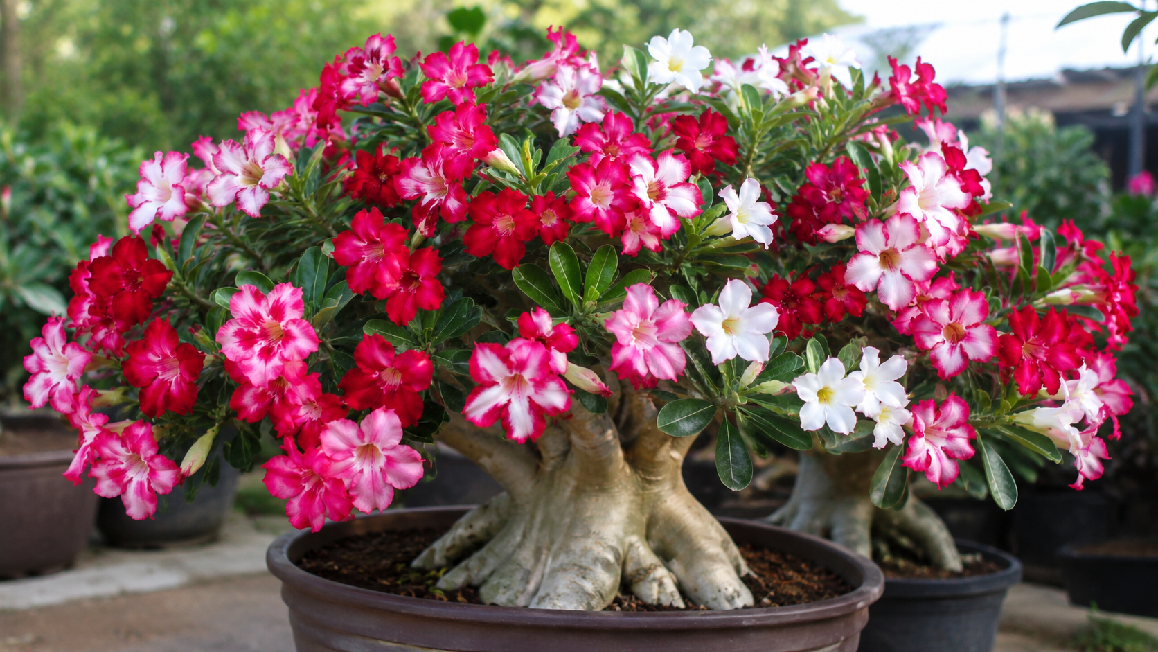 Rosa do Deserto florida em vaso após adubação correta